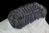 Bargain, Austerops Trilobite - Ofaten, Morocco #92195-1